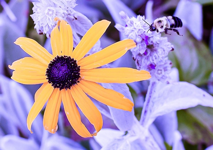 The bee and the Flower