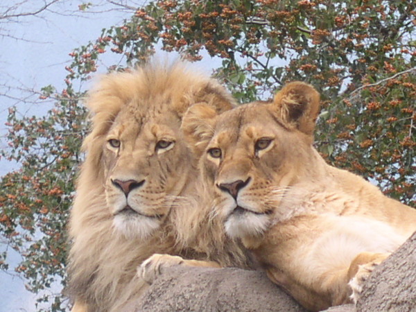 Lions