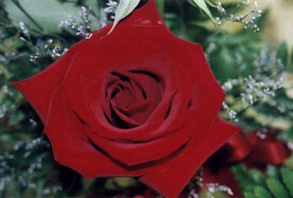 Roses are red...