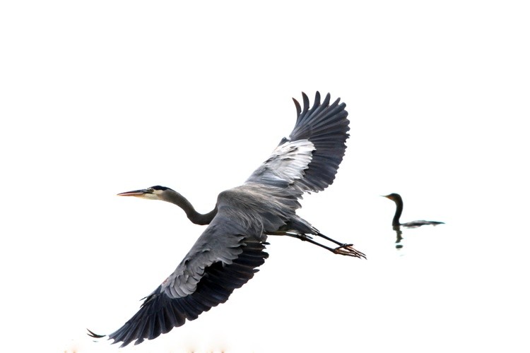 Great Blue Heron Foggy Morning (Original) 