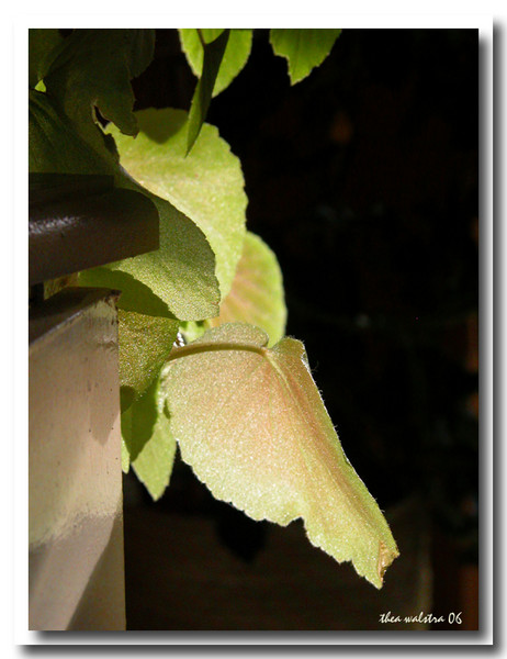 Just leaves?