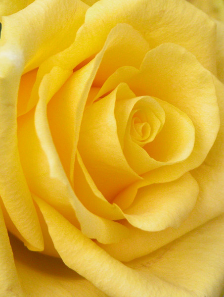 Yellow beauty