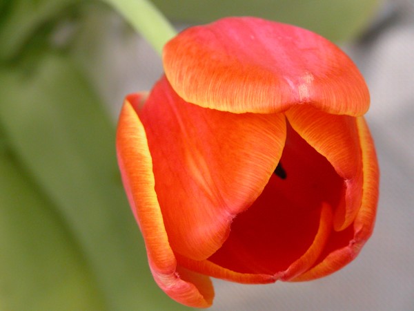 Misses Orange