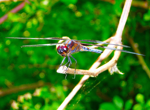 Helicopter
