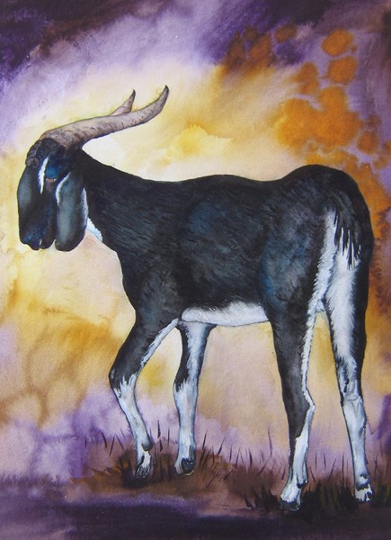 Obama, our black and white goat