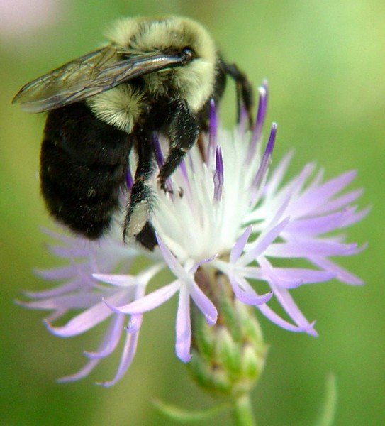 Busy Bee