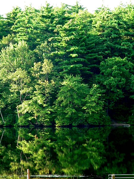 Lake Reflection
