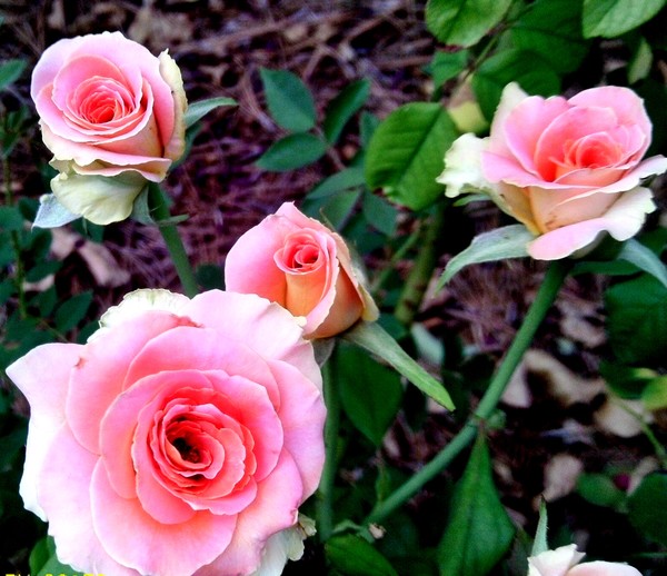 A Rose by Any Other Name