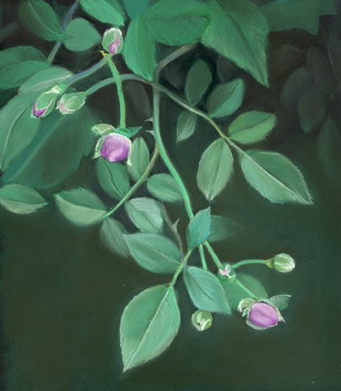 wild roses