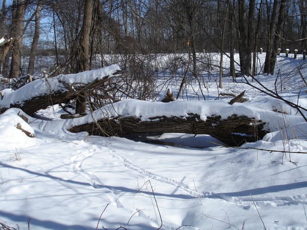 The Deer are a Step Ahead