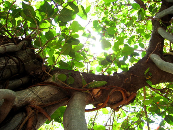 Banyan Tree