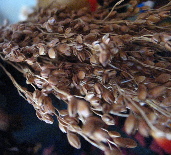 Old Harvest
