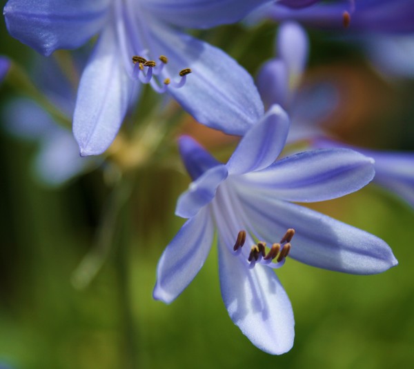 Cornflower Blue