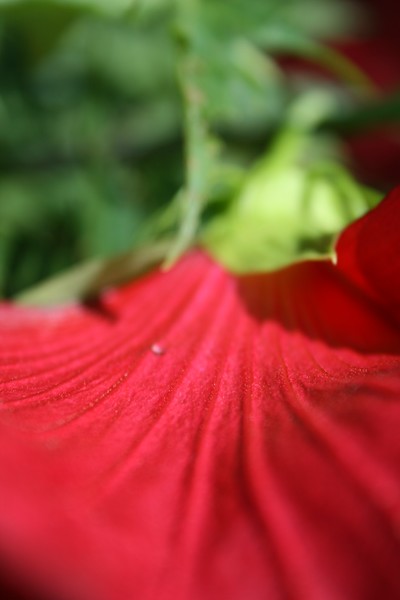 Red petal slide
