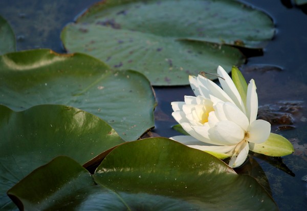 Dragon Lily
