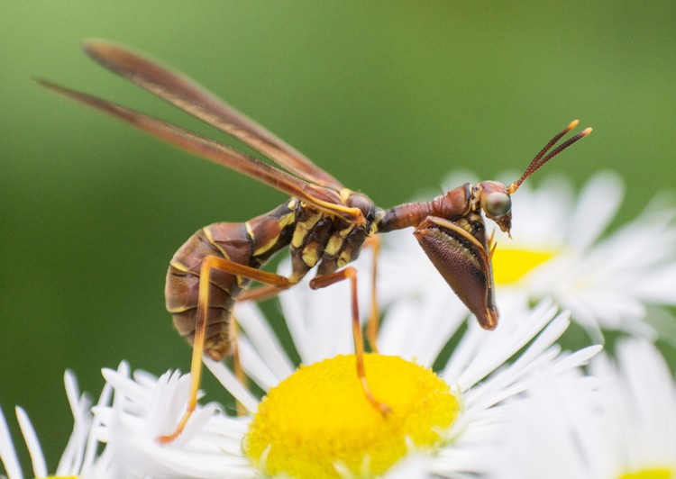 Mantidfly on Flowers