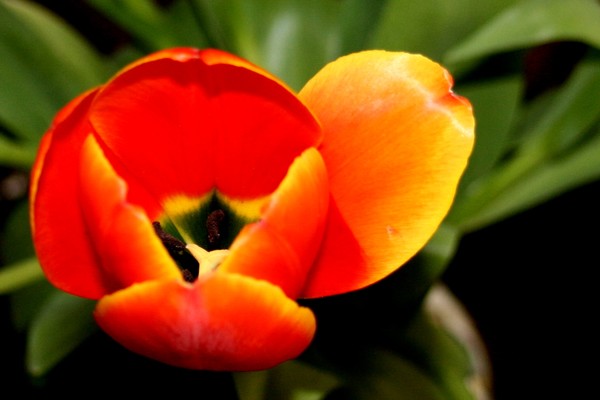 Fiery Tulip (2)