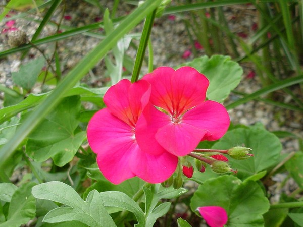 Shocking Pink