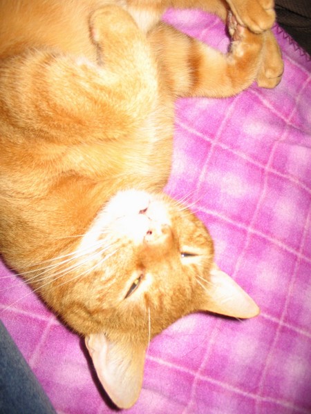 Ramses