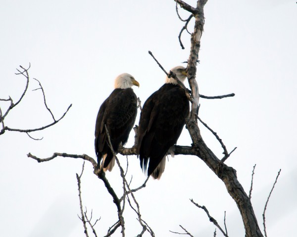 Pair