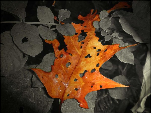Autumn Love