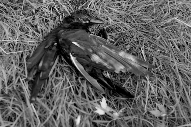 The Fallen