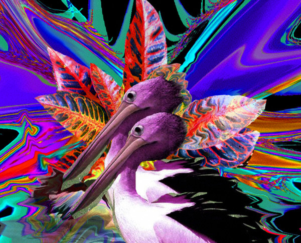 Purple Pelican