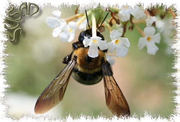 Bumblebee on Flower