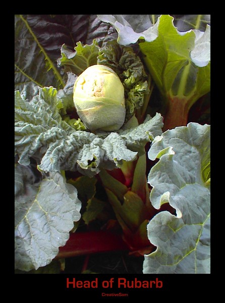 Head of Rubarb