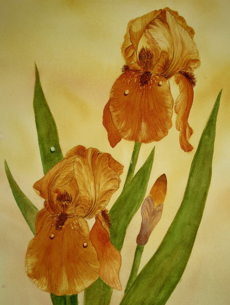 Yellow Twin Irises
