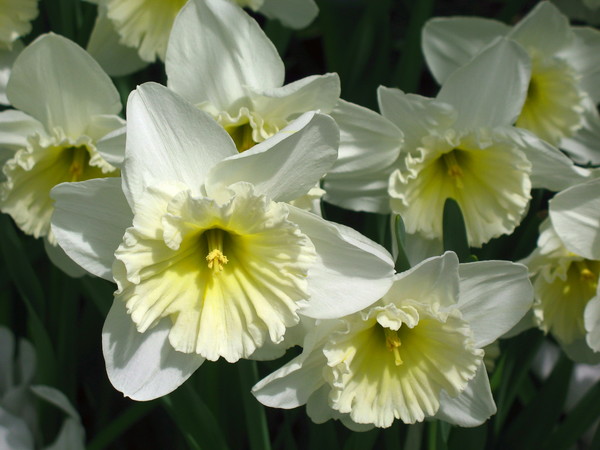 Daffodils