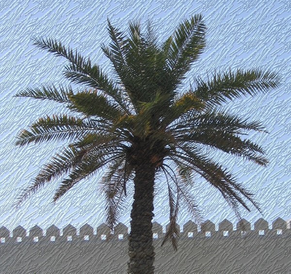 Date Palm, Wall