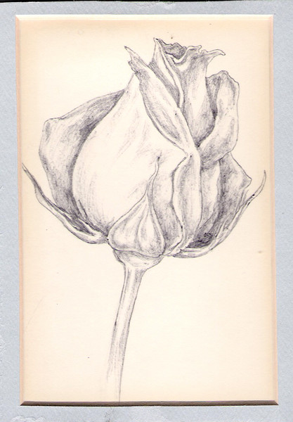the Rose