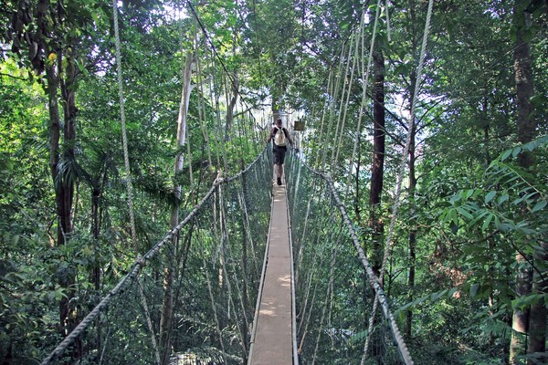 Canopy walk