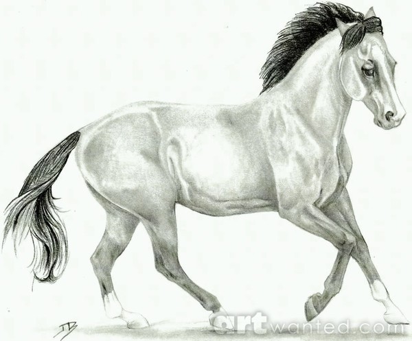 Canter
