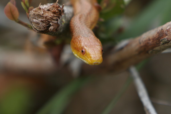 Everglades Rat Snake