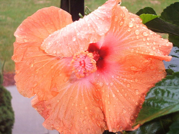 Dew drops