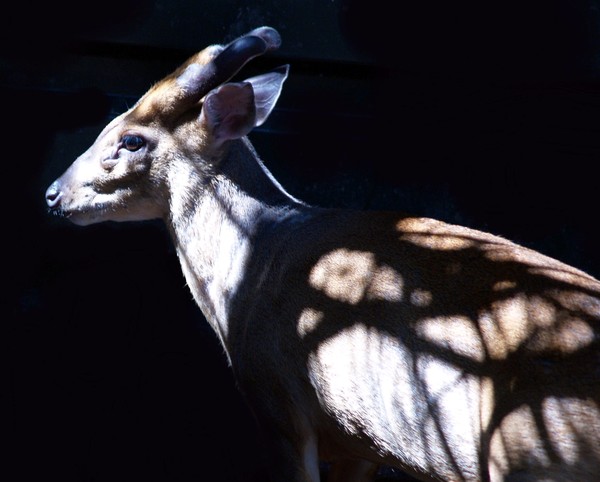What a Deer?!!!