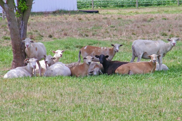Goats