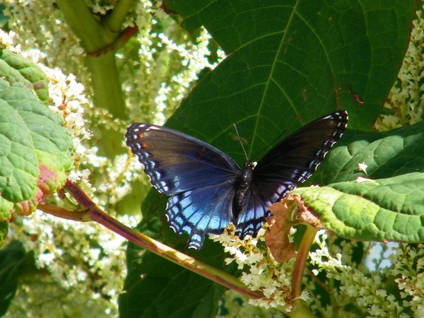 Red Spotted Purple Admiral