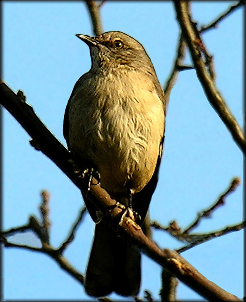 Mockingbird
