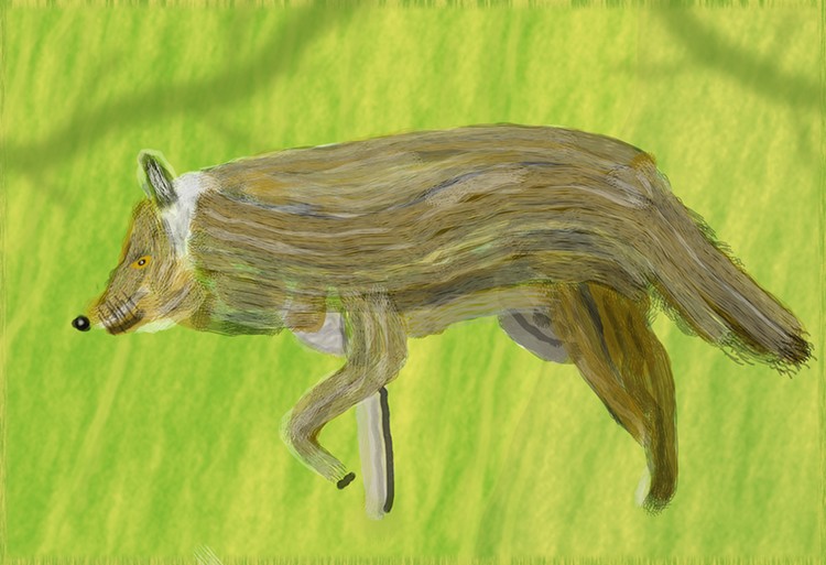 Coyote O907