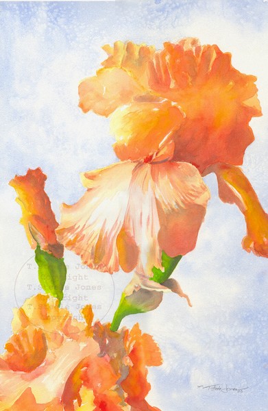 Iris