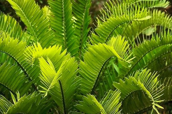 The Shapes of Palms