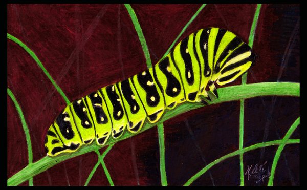 caterpillar