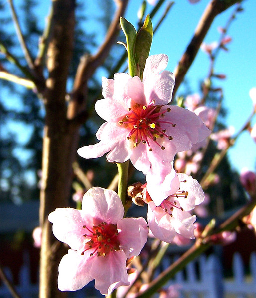 Nectarines II