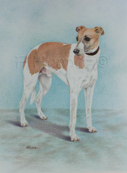 Totti - whippet