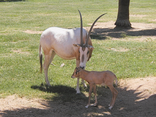 Day at the Zoo