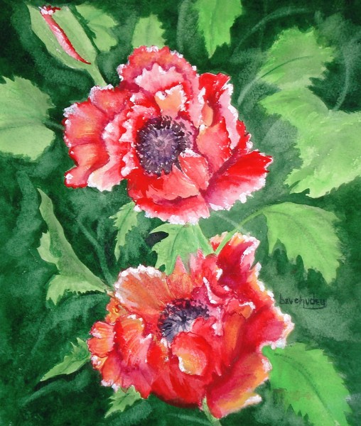 Red Poppies