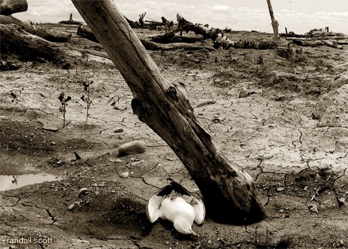 Desolate Wasteland